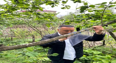 Ordu'da fındık sektörü paydaşları kahverengi kokarca zararlısıyla ilgili bilgilendirildi