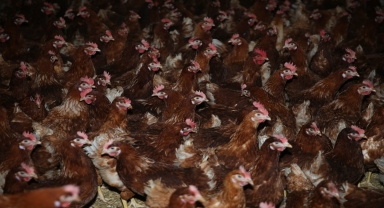 Ordu'da yıllık yumurta üretimi 40 milyonu aştı