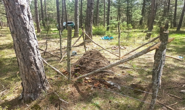 Samsun'da kırmızı orman karıncaları biyolojik mücadele için yeni yuvalarına taşındı