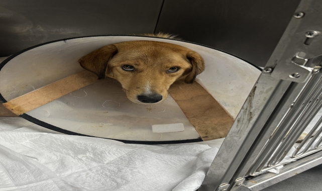 Silahla vurulmuş haldeyken doğum yapan köpek tedavi altına alındı