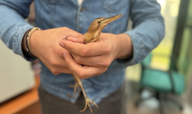 Trabzon'da bitkin bulunan balaban kuşu koruma altına alındı