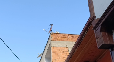 Amasya'da karganın çatıdaki kediye zor anlar yaşatması kameraya yansıdı
