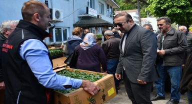 Ayancık'ta vatandaşlara domates ve biber fidesi dağıtıldı