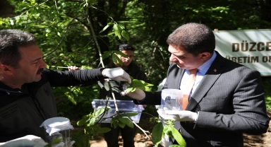Düzce'de gal arısıyla mücadele için doğaya 3 bin