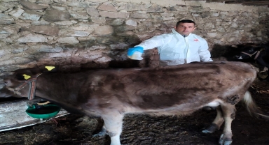 Giresun'da keneye karşı 33 bin 314 büyükbaş hayvan ilaçlandı