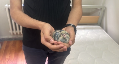 Öğrenci pansiyonundaki bir oda güvercin