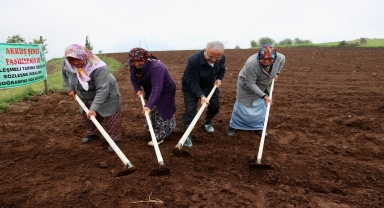 Ordu'da tescilli Akkuş şeker fasulyesinin ekimi gerçekleştirildi