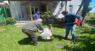 Samsun'da bir evin bahçesine giren yaralı çakal tedavi edilecek
