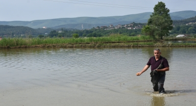 Sinop'ta çeltik ekimine başlandı