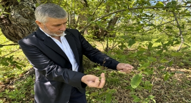 Sinop'ta kestane ağaçlarını korumak için avcı böcekler doğaya salındı