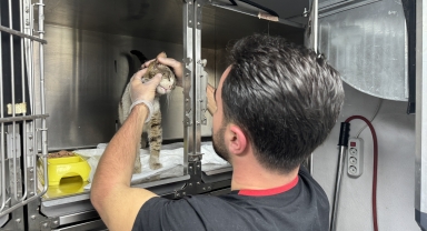 Zonguldak'ta veterinerin kapısına gelen sahipsiz hasta kedi tedaviye alındı