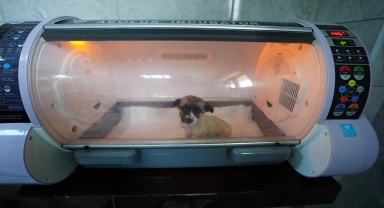 Düzce Belediyesi, sahipsiz köpek sorununu kısırlaştırma ve rehabilitasyonla çözmeye çalışıyor