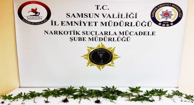 Samsun'da 21 kök kenevir bitkisi ele geçirilmesiyle ilgili 2 zanlı yakalandı