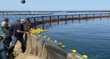 Samsun'da, Karadeniz'de yetiştirilen Türk somonunun hasadına başlandı