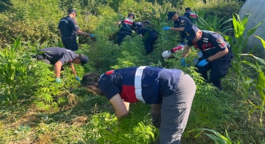 Bartın'da 300 kök kenevir bitkisi ele geçirildi