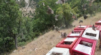Bolu'da 1200 kınalı keklik doğaya bırakıldı