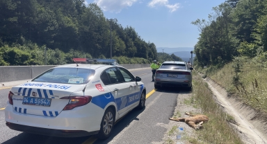 Bolu'da cipin çarptığı karaca öldü