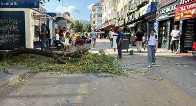Bolu'da kırılan ağaç dalının yere düşmesi sonucu 1 kişi yaralandı