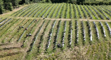 Ordu'da mavi yemiş fındık üreticilerine ilave gelir sağlıyor