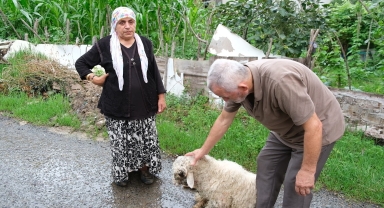 Ordu'da sahipsiz köpeklerin saldırdığı bir kuzu öldü, diğeri yaraladı