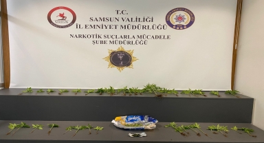 Samsun'da çatı katında saksılara dikilmiş Hint keneviri ele geçirildi