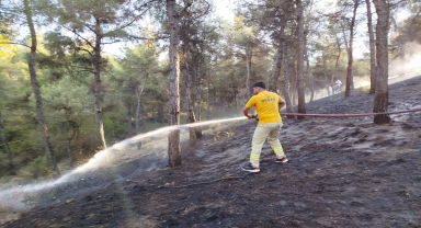 Sinop'ta ormanda çıkan yangın söndürüldü