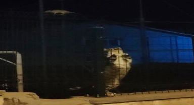 Çorum'da kedi-fare kovalamacası kameraya yansıdı