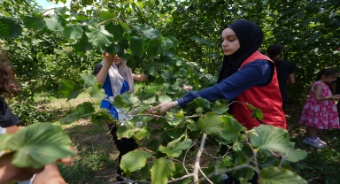 Düzce'de gençler 4 yıldır bahçelerde gönüllü fındık topluyor