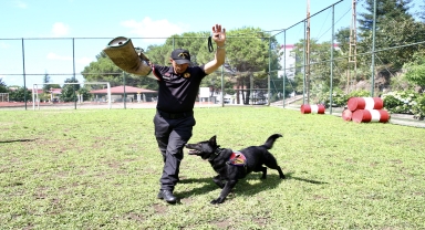 Jandarmanın dedektör köpekleri eğitimlerle göreve hazırlanıyor