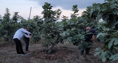 Samsun'da mor patlıcan incirinde hasat başladı