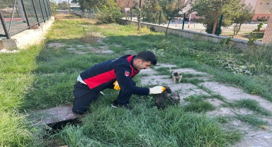 Çorum'da boru ve kuyuya sıkışan kedi ve köpekleri itfaiye ekipleri kurtardı