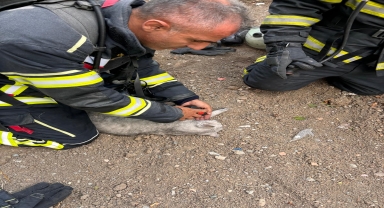 Çorum'da yanan evde baygın halde bulunan kediyi itfaiye ekipleri kurtardı