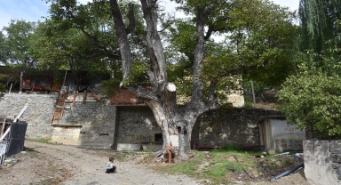 Gümüşhane'de anıt ağaç yaklaşık 580 yıldır görkemiyle ayakta