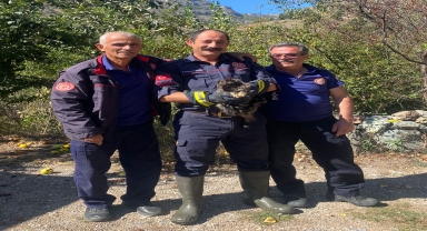 Gümüşhane'de kafası konserve kutusuna sıkışan kedi kurtarıldı