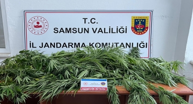 Samsun'da fındık bahçesine kenevir eken şüpheli yakalandı