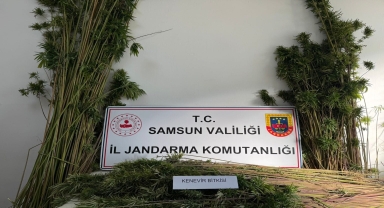 Samsun'da jandarma 957 kök kenevir bitkisi ele geçirdi