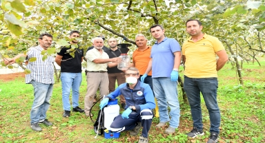 Trabzon'da belediye ekipleri kahverengi kokarcayla mücadeleye destek veriyor