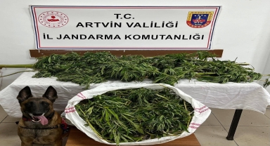 Artvin'de uyuşturucu operasyonunda 1 şüpheli tutuklandı