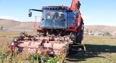 Bayburt'ta şeker pancarı hasadı devam ediyor