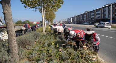 Düzce'de yeşil alanlarda bakım çalışmaları devam ediyor