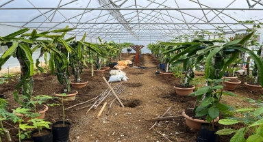 Giresun'da ejder meyvesi ve papaya yetiştiriciliği deneme çalışması yapılıyor