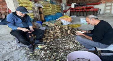 Kavak'ta şeker pancarı pekmezi mesaisi başladı