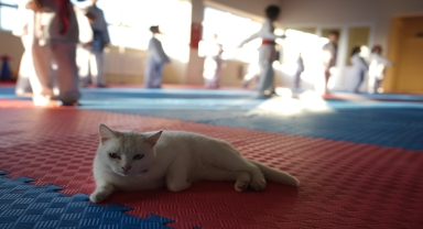 Sevimli kedi