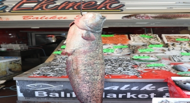 Amasya'da 2 metre uzunluğunda 50 kilogramlık yayın balığı avlandı