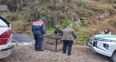 Artvin'de yaralı karaca tedavi edildi