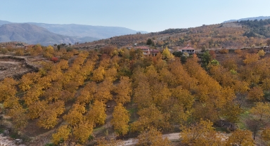 Çorum'da ceviz bahçeleri sonbahar renklerine büründü