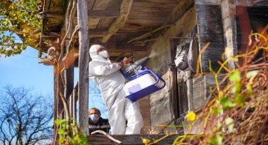 Ordu'da kahverengi kokarca ile mücadele amacıyla 60 bin kışlak ilaçlandı