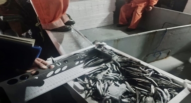 Sinop'ta yasal boy sınırının altında avlanan 10 ton hamsiye el konuldu