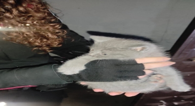 Bolu'da apartman boşluğuna düşen kedi yavrusu duvar kırılarak kurtarıldı