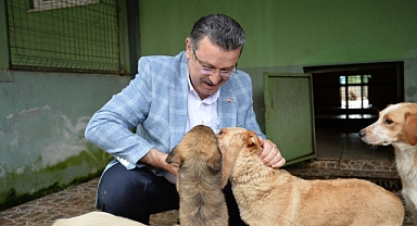 BÜYÜKŞEHİR BELEDİYESİ 593 KÖPEĞİ SAHİPLENDİRDİ